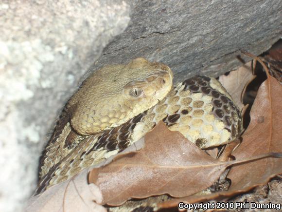 Timber Rattlesnake (Crotalus horridus)