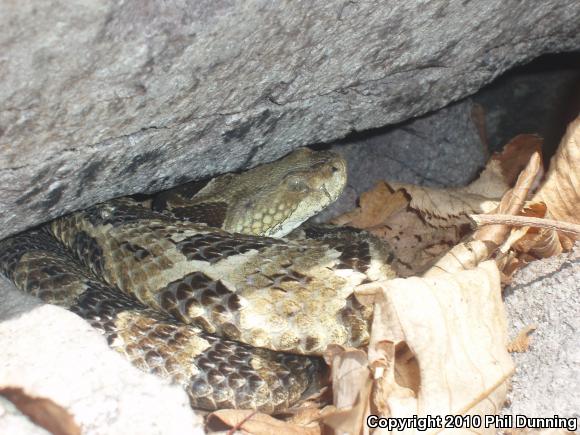 Timber Rattlesnake (Crotalus horridus)