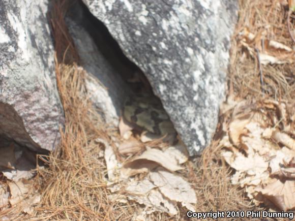 Timber Rattlesnake (Crotalus horridus)