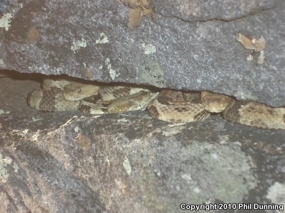 Timber Rattlesnake (Crotalus horridus)