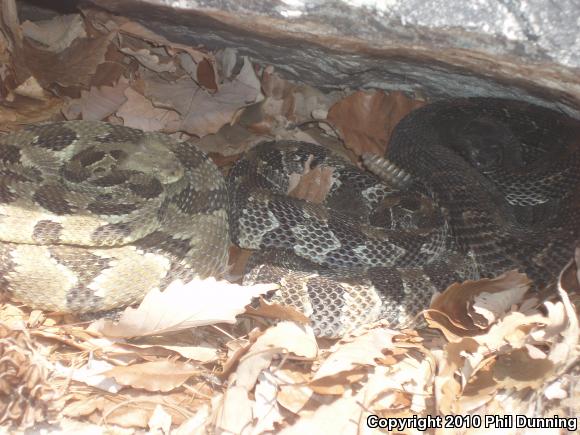 Timber Rattlesnake (Crotalus horridus)