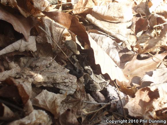 Timber Rattlesnake (Crotalus horridus)