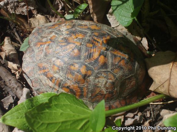 Eastern Box Turtle (Terrapene carolina carolina)