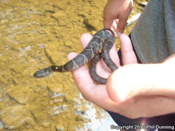 Northern Watersnake (Nerodia sipedon)