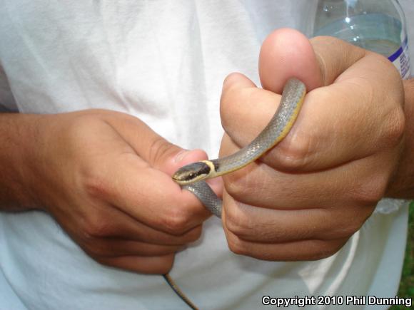 Northern Ring-necked Snake (Diadophis punctatus edwardsii)