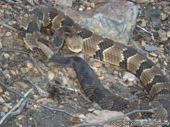 Timber Rattlesnake (Crotalus horridus)