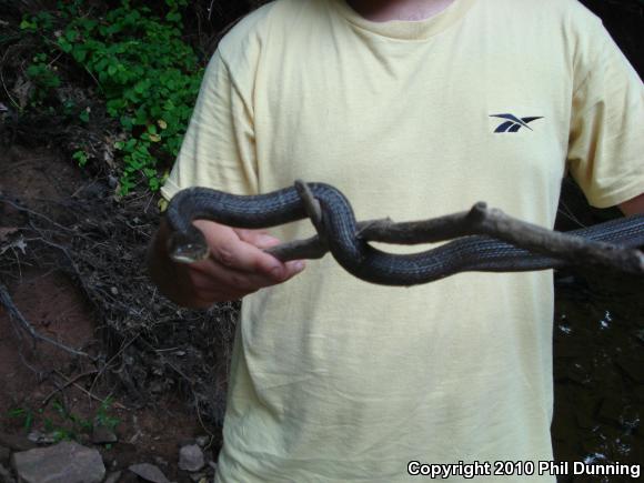 Northern Watersnake (Nerodia sipedon sipedon)