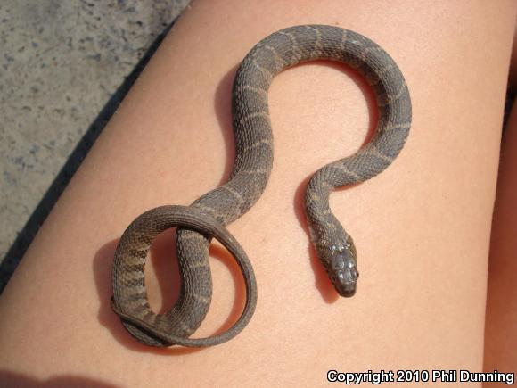 Northern Watersnake (Nerodia sipedon sipedon)