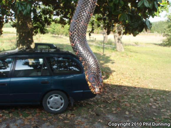 Eastern Mudsnake (Farancia abacura abacura)