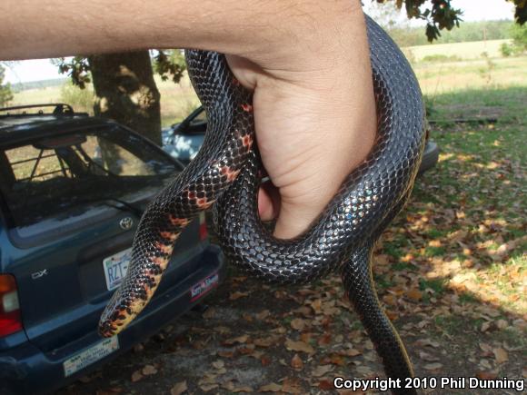 Eastern Mudsnake (Farancia abacura abacura)