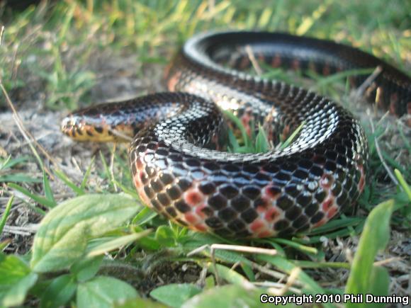 Eastern Mudsnake (Farancia abacura abacura)