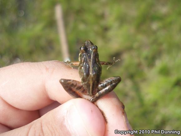 Northern Cricket Frog (Acris crepitans)