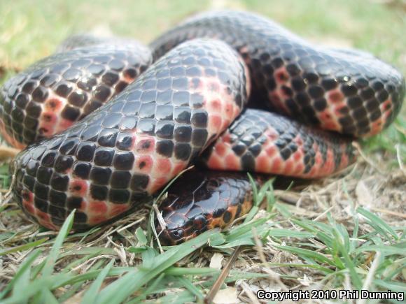 Eastern Mudsnake (Farancia abacura abacura)