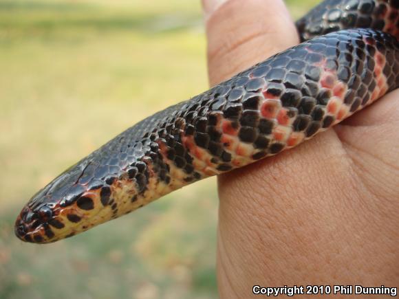 Eastern Mudsnake (Farancia abacura abacura)