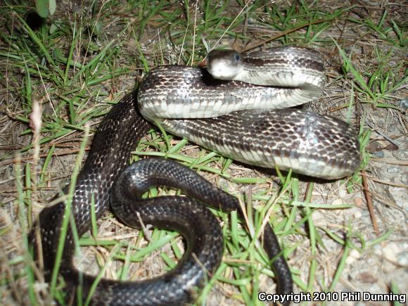 Eastern Ratsnake (Pantherophis alleghaniensis)