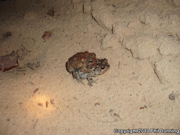 Southern Toad (Anaxyrus terrestris)