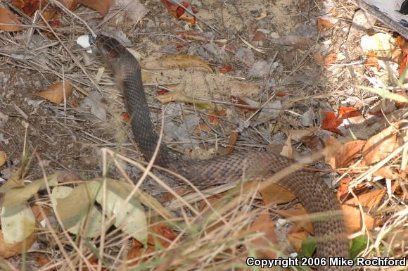 Eastern Coachwhip (Coluber flagellum flagellum)