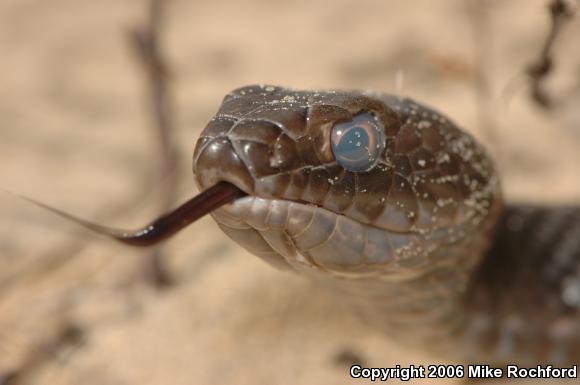 Eastern Coachwhip (Coluber flagellum flagellum)