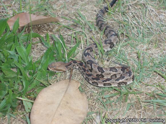 Timber Rattlesnake (Crotalus horridus)