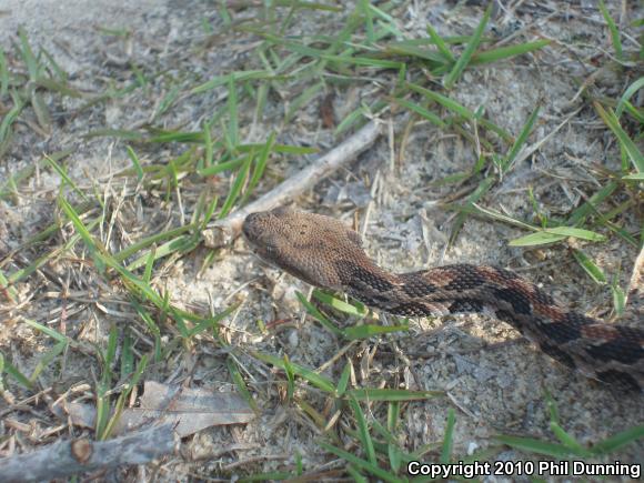 Timber Rattlesnake (Crotalus horridus)