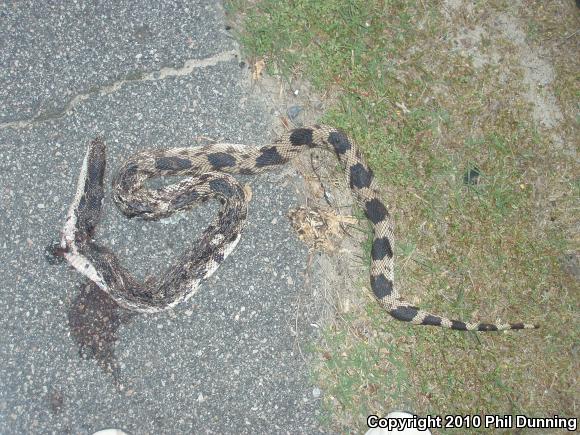 Northern Pinesnake (Pituophis melanoleucus melanoleucus)