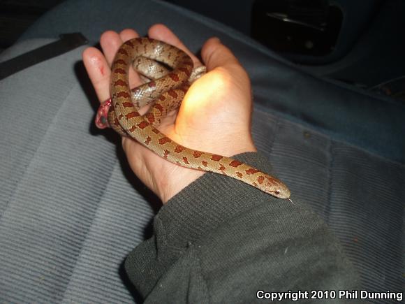 Mole Kingsnake (Lampropeltis calligaster rhombomaculata)