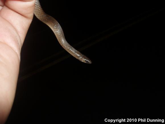 Rough Earthsnake (Virginia striatula)