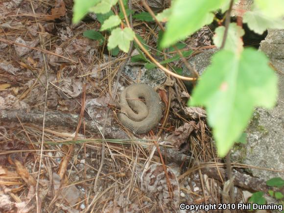 Eastern Cottonmouth (Agkistrodon piscivorus piscivorus)