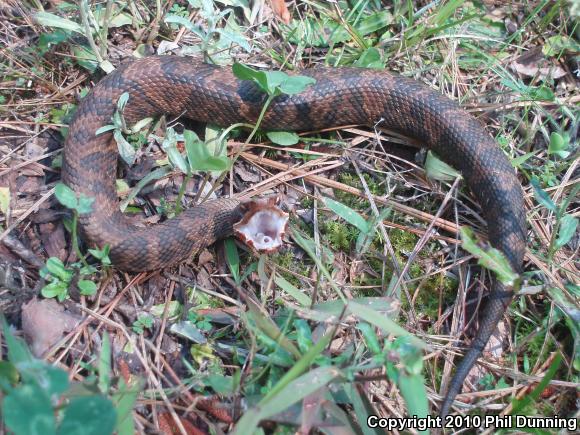 Eastern Cottonmouth (Agkistrodon piscivorus piscivorus)