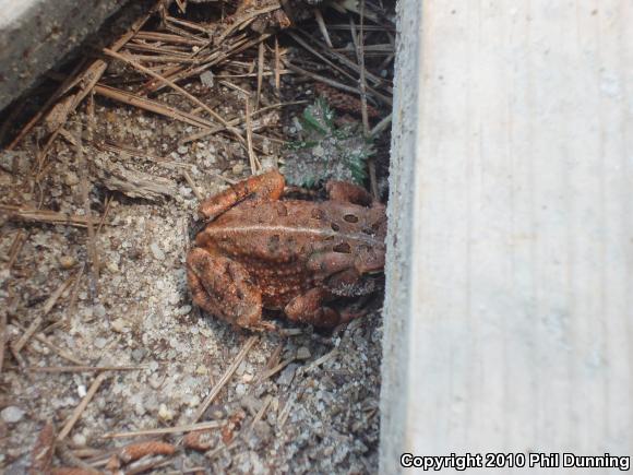 Fowler's Toad (Anaxyrus fowleri)