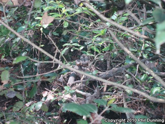 Eastern Cottonmouth (Agkistrodon piscivorus piscivorus)