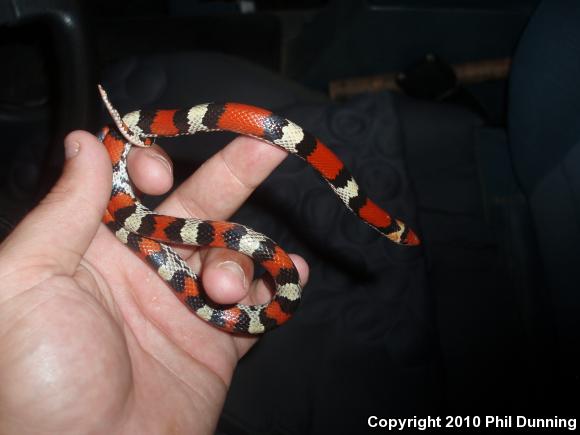 Northern  Scarletsnake (Cemophora coccinea copei)