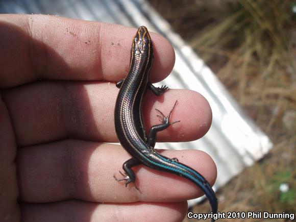 Five-lined Skink (Plestiodon fasciatus)