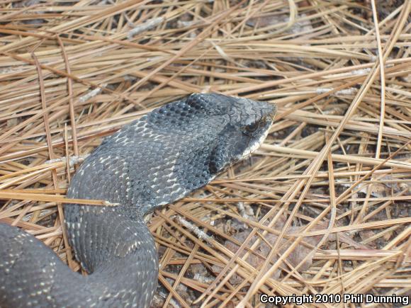 Eastern Hog-nosed Snake (Heterodon platirhinos)