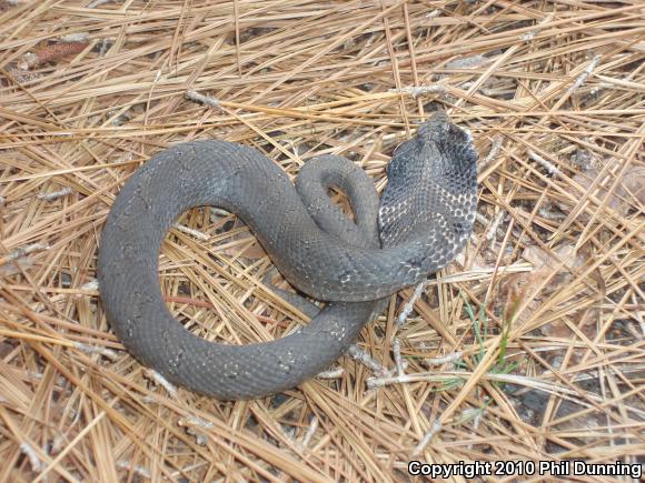 Eastern Hog-nosed Snake (Heterodon platirhinos)