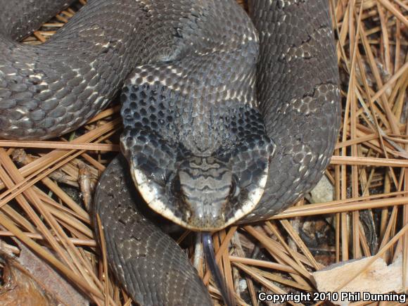 Eastern Hog-nosed Snake (Heterodon platirhinos)