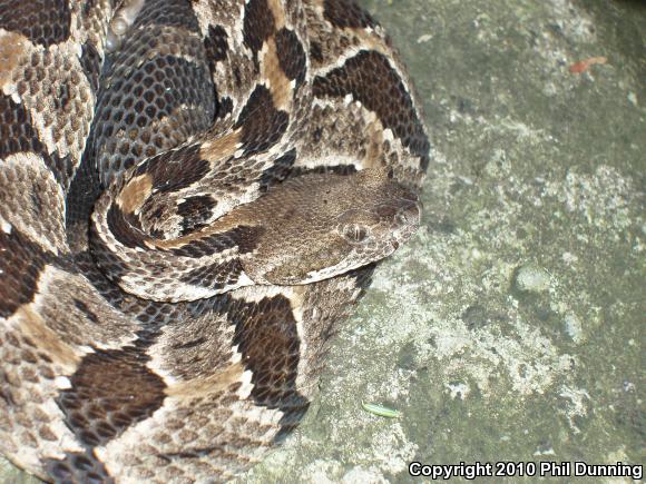 Timber Rattlesnake (Crotalus horridus)