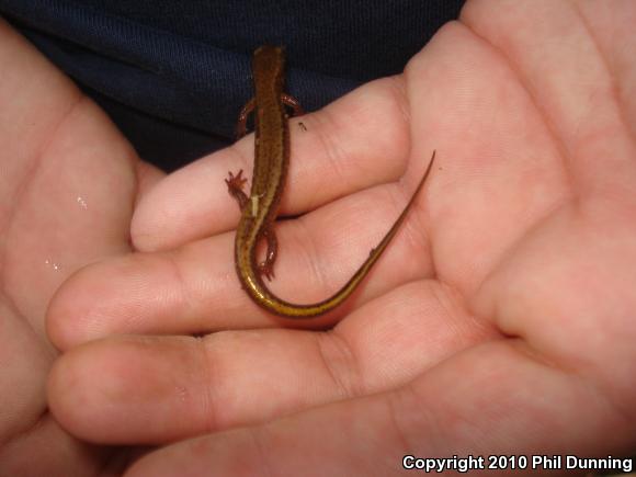 Northern Two-lined Salamander (Eurycea bislineata)