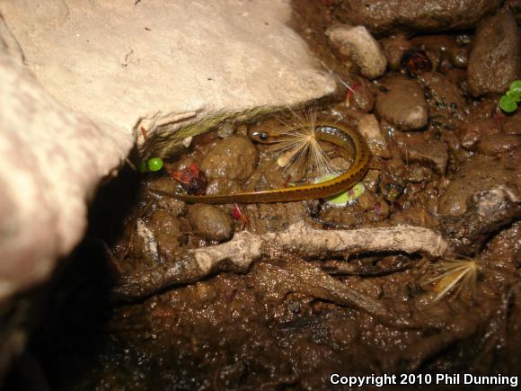 Northern Two-lined Salamander (Eurycea bislineata)