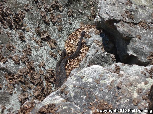 Timber Rattlesnake (Crotalus horridus)