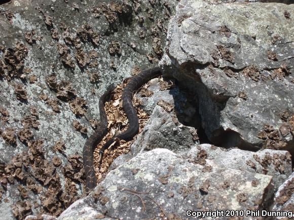 Timber Rattlesnake (Crotalus horridus)