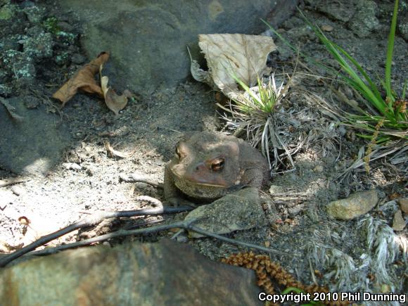 Eastern American Toad (Anaxyrus americanus americanus)