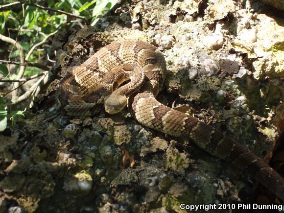 Timber Rattlesnake (Crotalus horridus)