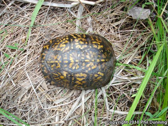 Eastern Box Turtle (Terrapene carolina carolina)