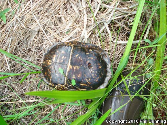 Eastern Box Turtle (Terrapene carolina carolina)