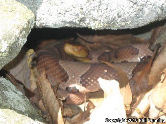 Northern  Copperhead (Agkistrodon contortrix mokasen)