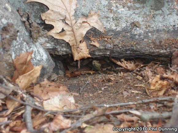 Northern  Copperhead (Agkistrodon contortrix mokasen)