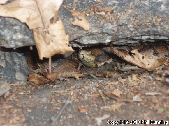 Northern  Copperhead (Agkistrodon contortrix mokasen)