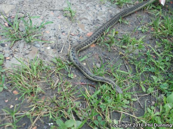 Eastern Gartersnake (Thamnophis sirtalis sirtalis)