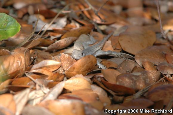 Florida Scrub Lizard (Sceloporus woodi)